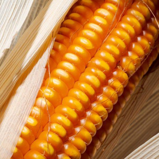 Esta es la razón por la que debes incluir el maíz en tu alimentación diaria