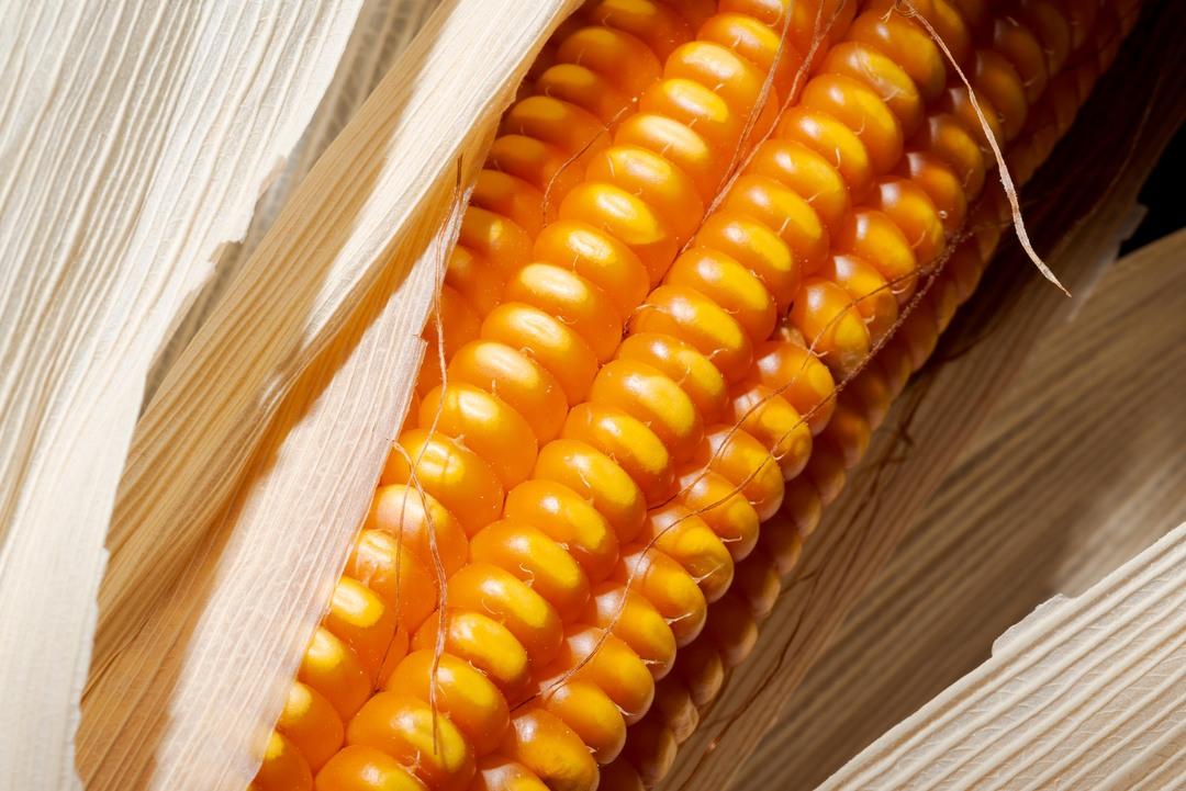 Esta es la razón por la que debes incluir el maíz en tu alimentación diaria