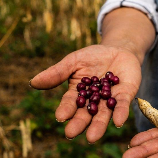 Octavia Hernández, productora de fríjol en Úmbita, Boyacá