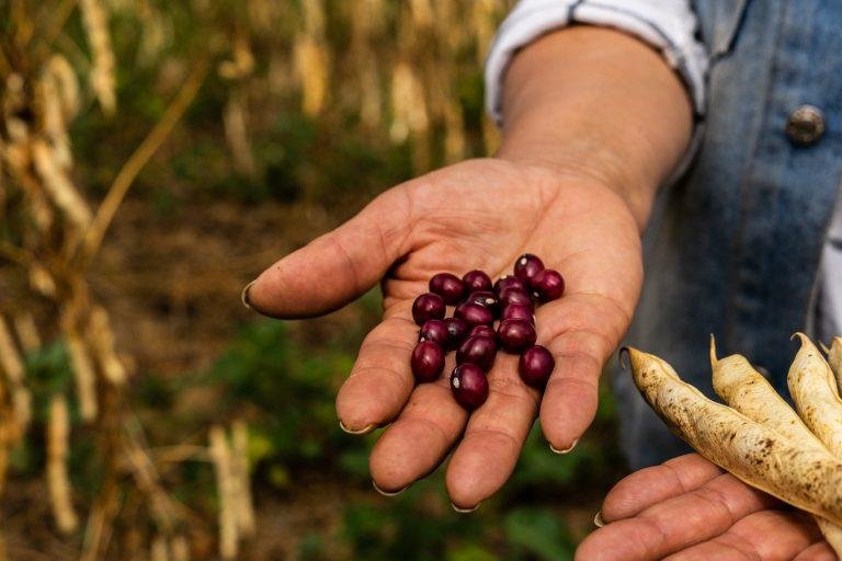 «Qué bonito sería decir: familias de Úmbita están exportando fríjol, ¡eso sería como ganarnos la lotería!»: Octavia Hernández, campesina y productora de fríjol en Boyacá
